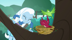 Size: 1280x720 | Tagged: safe, derpibooru import, screencap, trixie, bird, a little birdie told me, better together, equestria girls, bird nest, nest, tree, tree branch