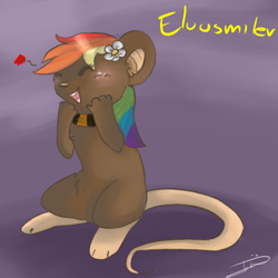 Size: 500x500 | Tagged: safe, artist:alu12, rainbow dash, mouse, flower, species swap