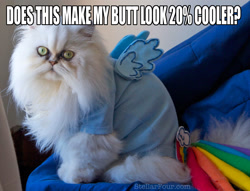 Size: 1600x1220 | Tagged: safe, rainbow dash, cat, cosplay, image macro, irl, photo, rainbow cat