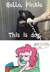 Size: 472x678 | Tagged: safe, pinkie pie, dog, earth pony, pony, exploitable meme, irl dog, meme, phone, phone meme