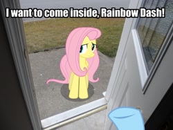 Size: 900x675 | Tagged: safe, fluttershy, rainbow dash, pony, exploitable meme, image macro, irl, iwtcird, meme, photo, ponies in real life, punctuation, vector