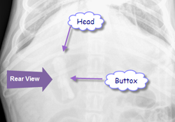 Size: 456x318 | Tagged: safe, applejack, dog, barely pony related, irl dog, plot, toy, toy abuse, x-ray, x-ray picture