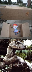 Size: 265x590 | Tagged: safe, rainbow dash, dinosaur, pegasus, pony, velociraptor, fanfic:my little dashie, dashie meme, evil people finding dash meme, exploitable meme, jurassic park, meme, the big one, this will end in tears and/or death