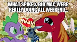 Size: 540x295 | Tagged: safe, big macintosh, princess cadance, smarty pants, spike, alicorn, dragon, earth pony, pony, doll, male, shipping, smartymac, smartyspike, stallion, toy