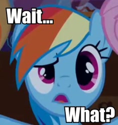 Size: 336x358 | Tagged: safe, rainbow dash, pegasus, pony, blue coat, female, image macro, incredulous, mare, multicolored mane, reaction image, solo