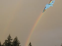 Size: 908x681 | Tagged: safe, artist:s-missile, rainbow dash, pony, flying, irl, photo, ponies in real life, rainbow, vector