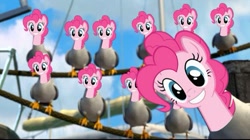 Size: 497x279 | Tagged: safe, pinkie pie, earth pony, pony, seagull, crossover, finding nemo, fun, fun fun fun, mine!, multeity, too much pink energy is dangerous