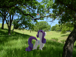 Size: 2816x2112 | Tagged: safe, artist:destructodash, rainbow dash, rarity, pony, irl, photo, plot, ponies in real life, tree, vector