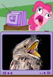 Size: 562x815 | Tagged: safe, pinkie pie, bird, earth pony, pony, exploitable meme, faic, meme, pinkie frogmouth, tv meme