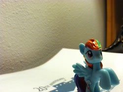 Size: 2592x1936 | Tagged: safe, rainbow dash, pegasus, pony, blue coat, female, irl, mare, multicolored mane