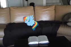 Size: 4000x2664 | Tagged: safe, artist:venom2204, rainbow dash, pegasus, pony, book, cowering, ponies in real life, sofa, vector