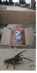 Size: 1361x2649 | Tagged: safe, rainbow dash, pegasus, pony, spider, fanfic:my little dashie, dashie meme, exploitable meme, meme