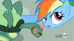 Size: 848x468 | Tagged: safe, rainbow dash, tank, pegasus, pony, just for sidekicks, affection, kissing, licking