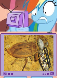 Size: 512x700 | Tagged: safe, rainbow dash, pegasus, pony, turtle, creepy creature comments, exploitable meme, giant water bug, thread, tv meme