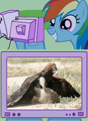 Size: 563x771 | Tagged: safe, rainbow dash, eagle, pegasus, pony, wolf, badass, exploitable meme, meme, tv meme