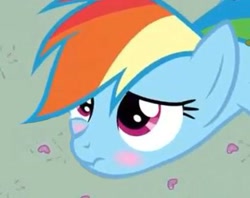 Size: 401x317 | Tagged: safe, rainbow dash, pegasus, pony, blue coat, female, mare, multicolored mane, scrunchy face