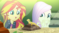 Size: 1920x1080 | Tagged: safe, screencap, fluttershy, ray, sunset shimmer, lizard, eqg summertime shorts, equestria girls, pet project, 8^y, cute, leopard gecko, shimmerbetes, shimmersmile, shyabetes, terrarium