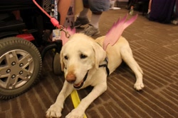 Size: 4898x3265 | Tagged: safe, derpibooru exclusive, photographer:lablayers, princess cadance, dog, pegasus, pony, absurd resolution, clothes, cosplay, costume, fillycon, fillycon 2016, irl, labrador retriever, photo, service dog