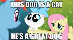 Size: 625x351 | Tagged: safe, fluttershy, rainbow dash, cat, dog, pegasus, pony, image macro, ukinojoe, wat