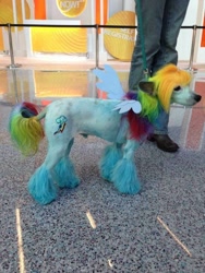 Size: 639x852 | Tagged: safe, rainbow dash, dog, cosplay, irl, irl dog, photo