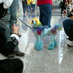 Size: 1280x1280 | Tagged: safe, rainbow dash, dog, human, cosplay, irl, irl dog, irl human, photo, rule 63