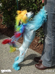 Size: 800x1067 | Tagged: safe, rainbow dash, dog, clothes, cosplay, costume, irl, irl dog, photo