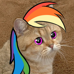 Size: 250x250 | Tagged: safe, rainbow dash, cat, barely pony related, grafics cat, photoshop, rainbow cat, starecat