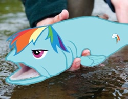 Size: 400x311 | Tagged: safe, artist:geckofex, edit, rainbow dash, fish, human, fishified, fishy fishy, irl, kanye west, not salmon, photo, ponies in real life, rainbow trout, that's totally a salmon, wat, what has science done