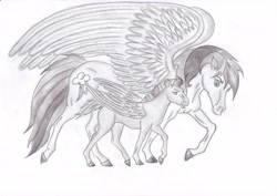 Size: 7015x4960 | Tagged: safe, artist:blueaugen, rainbow dash, oc, oc:thunder storm, horse, pegasus, pony, absurd resolution, foal, hoers, monochrome, offspring, parent:rainbow dash, realistic, traditional art