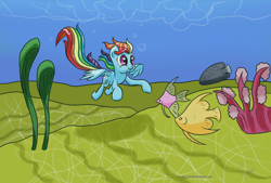 Size: 3200x2160 | Tagged: safe, artist:chaosmalefic, rainbow dash, fish, pegasus, pony, swimming, underwater