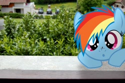 Size: 1920x1280 | Tagged: safe, artist:stormxf3, rainbow dash, dragonfly, fanfic:my little dashie, filly, filly rainbow dash, insect on nose, irl, photo, ponies in real life, solo