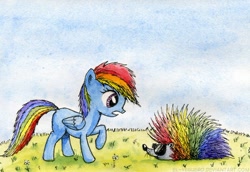 Size: 800x549 | Tagged: safe, artist:el-yeguero, rainbow dash, hedgehog, pegasus, pony, filly, looking at each other, rainbow hair, younger