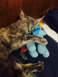 Size: 2448x3264 | Tagged: safe, derpibooru import, rainbow dash, cat, cat cuddling plushies, cute, hug, irl, photo, plushie, ty