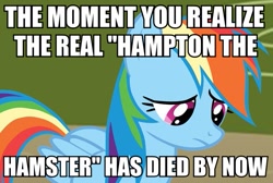 Size: 587x394 | Tagged: safe, rainbow dash, pegasus, pony, feels, hampton the hamster, hamster dance, obligatory pony, roflbot, sad, solo, text, tfw