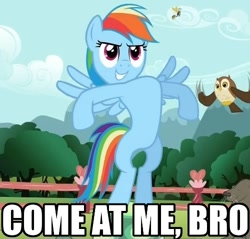 Size: 500x477 | Tagged: safe, rainbow dash, pegasus, pony, blue coat, come at me bro, female, image macro, mare, multicolored mane, solo