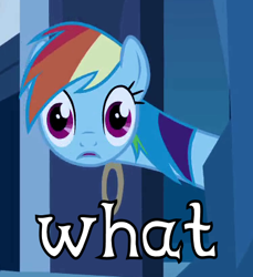 Size: 374x408 | Tagged: safe, rainbow dash, pegasus, pony, image macro, reaction image, solo, wat