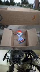 Size: 836x1487 | Tagged: safe, rainbow dash, pegasus, pony, fanfic:my little dashie, aliens vs. predator, dashie meme, evil people finding dash meme, exploitable meme, meme, predalien, xenomorph