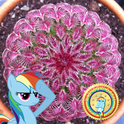 Size: 480x480 | Tagged: safe, artist:bludraconoid, rainbow dash, pegasus, pony, blue coat, cactus, female, mare, multicolored mane, solo