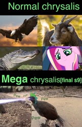 Size: 641x988 | Tagged: safe, edit, edited screencap, screencap, princess cadance, queen chrysalis, bald eagle, bird, changeling, changeling queen, crocodile, eagle, goat, pony, a canterlot wedding, the ending of the end, fake cadance, irl, joke, lyrebird, meme, photo, ultimate chrysalis