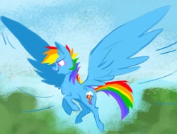 Size: 1280x971 | Tagged: safe, artist:egriz, rainbow dash, pegasus, pony, blue coat, female, flying, mare, multicolored mane, solo