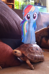 Size: 640x960 | Tagged: safe, rainbow dash, pegasus, pony, tortoise, turtle, paper child, paper pony, photo, solo