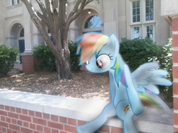 Size: 1600x1200 | Tagged: safe, artist:alaxanderthegreat, rainbow dash, bush, irl, photo, ponies in real life, school, shadow, solo, tree, vector