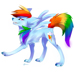 Size: 1181x1181 | Tagged: safe, artist:affanita, rainbow dash, wolf, solo, species swap, wolf dash, wolfified