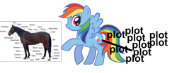 Size: 2527x1050 | Tagged: safe, rainbow dash, pegasus, pony, anatomy, hoers, parody, plot, text