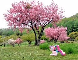 Size: 2048x1571 | Tagged: safe, photographer:pakapaka1993, princess cadance, cherry blossoms, flower, flower blossom, irl, japan, photo, plushie, solo