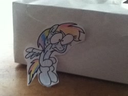 Size: 960x720 | Tagged: safe, rainbow dash, irl, photo, rainbowdashsmailbag, solo