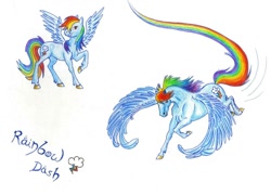 Size: 1500x1078 | Tagged: safe, artist:naur-ithir, rainbow dash, pegasus, pony, realistic, solo, traditional art