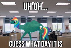 Size: 540x370 | Tagged: safe, edit, rainbow dash, camel, commercial, geico, hump day, species swap