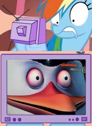 Size: 821x1125 | Tagged: safe, rainbow dash, pegasus, penguin, pony, creepy, disturbing, exploitable meme, eyes, madagascar, meme, obligatory pony, scary, skipper, special eyes, the penguins of madagascar, tv meme