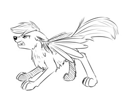 Size: 700x574 | Tagged: safe, artist:xioade, rainbow dash, wolf, monochrome, solo, species swap, wolf dash, wolfified